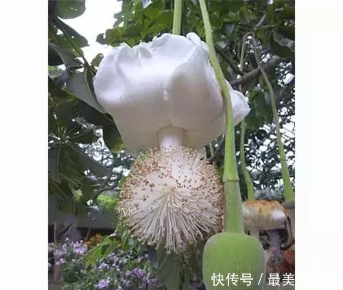 奇花、奇花、奇花、罕见奇花，赶快打开欣赏吧