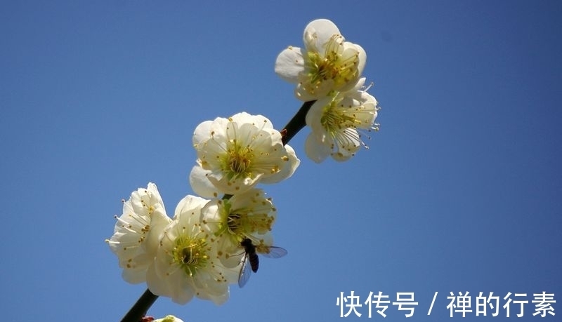 白梅花@纳兰性德笔下的白梅花,竟是这般美丽高洁,你喜欢吗?