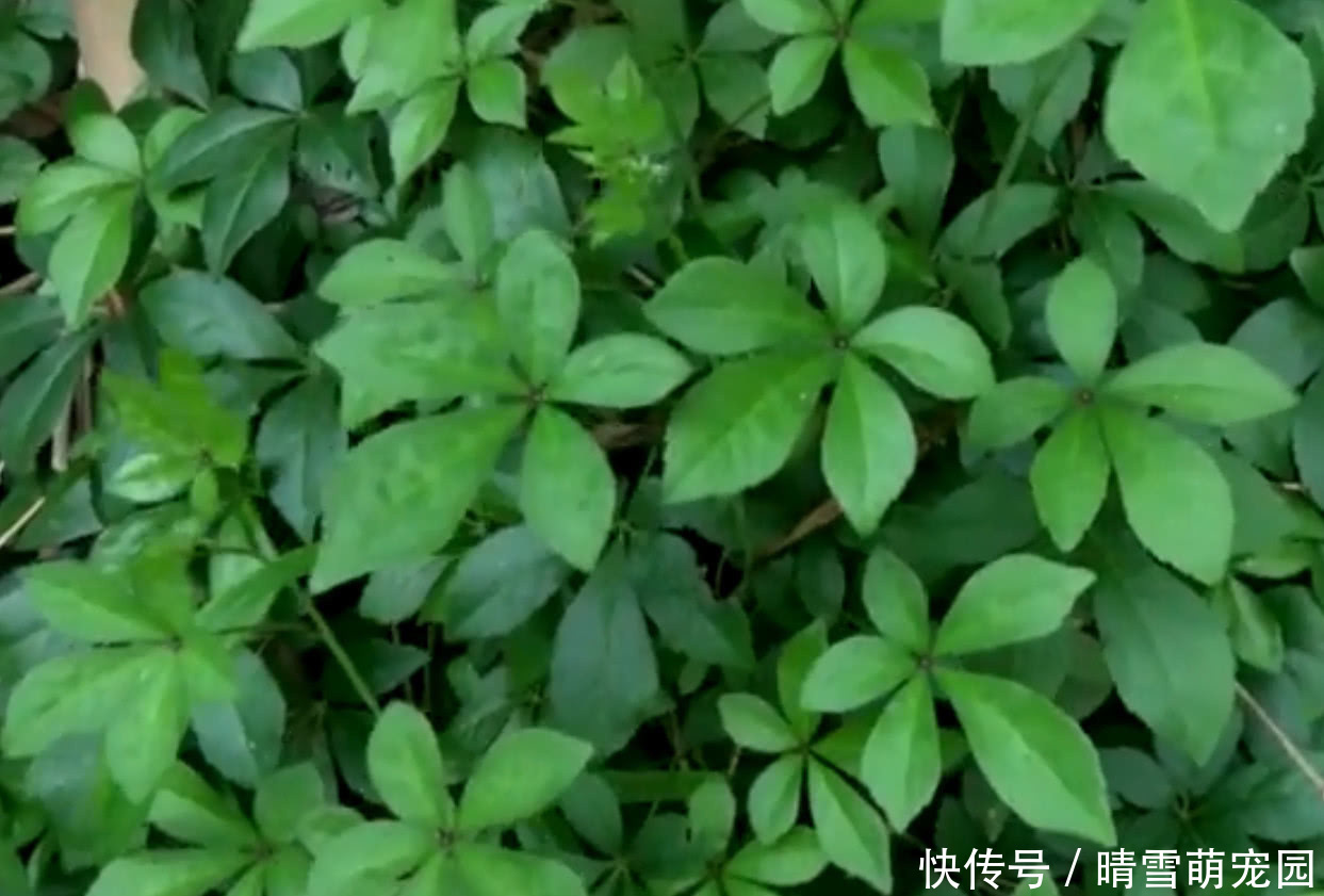 农村|农村大妈在路旁采野菜，说是一小把能卖10块钱，你们吃过吗