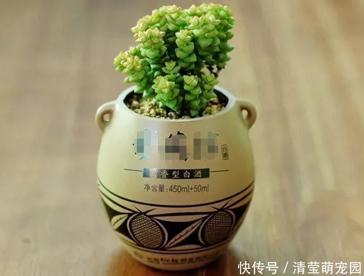 酒瓶|养花缺少花盆的话，多收集些它们“加工”就够了！