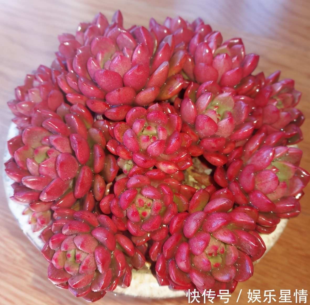 捧花|原来红宝石多肉，不但能养出鲜红的颜色，还能培育成“捧花”状态