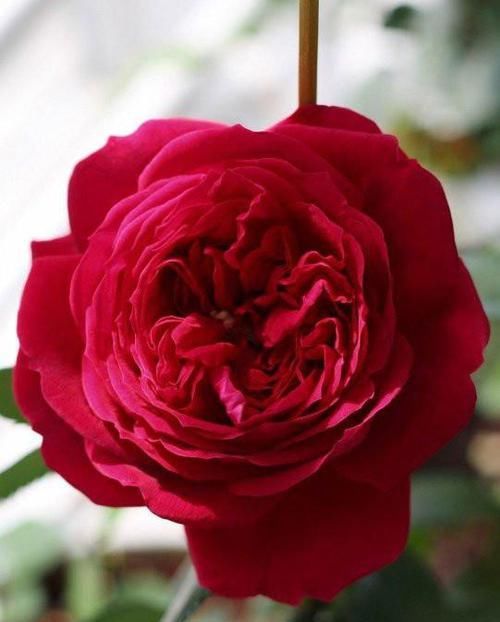 开花|花色最红的月季,花型饱满,四季开花,花期超长,性价比非常高