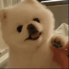 |搞笑表情包更新:再坚持坚持,一辈子很快就过去了