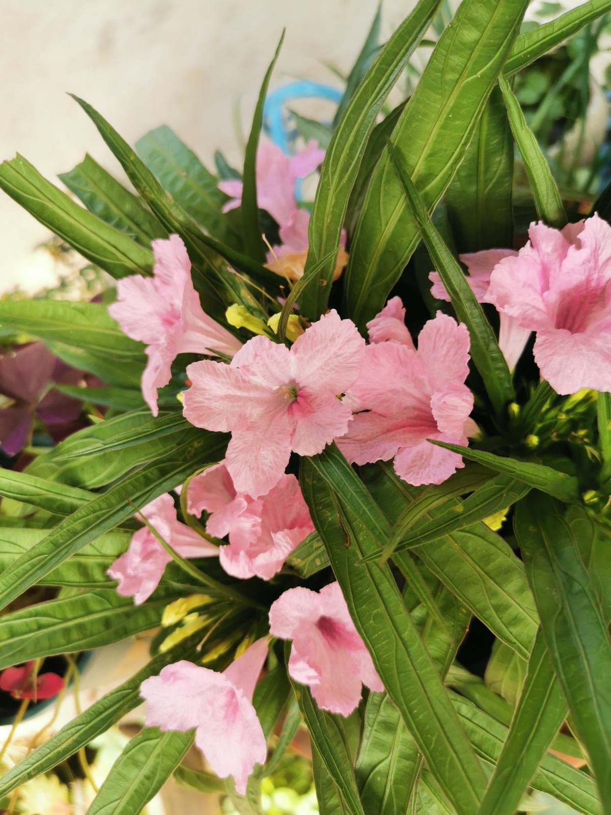 五色梅五色梅|5种花，屋子里只需养一种，一年能开花9个月，真怕把它“累死”