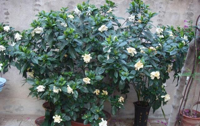 观赏|养花大神都会的一个“细节”,盆景养护,摘叶很重要,你会吗