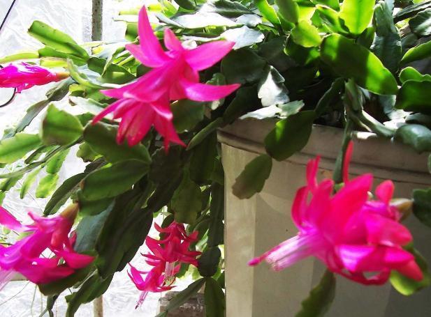 年宵花|阳台盆栽年宵花蟹爪兰,细节遵循4个要求,茎叶旺盛、开花多