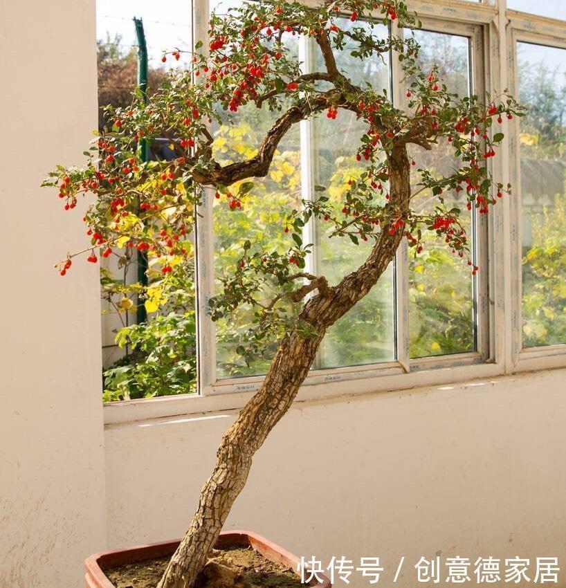 冬天养“几种”盆景,很耐寒冻不伤,造型好看果子也漂亮