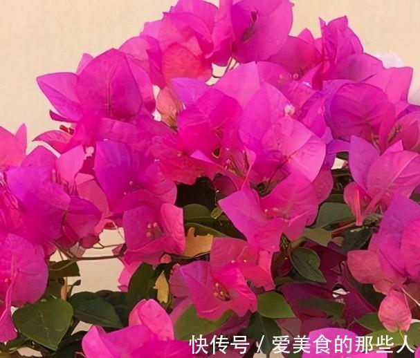 霜降后,浇花要当心,4盆花最容易烂根,把握分寸很关键