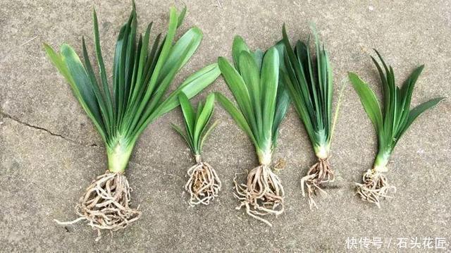 吊兰|这4种花“生崽”高产量,长1年撑破花盆,1次分出20棵