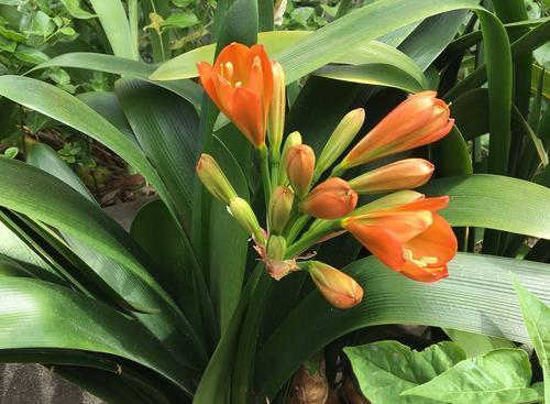 散光|夏天养4种花,摆在北阳台,安全度夏不徒长,越长越好看