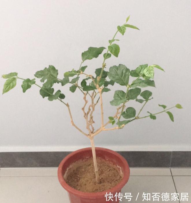 死翘翘|5种“降价花”,九月不要买,买了养不好,白白浪费钱