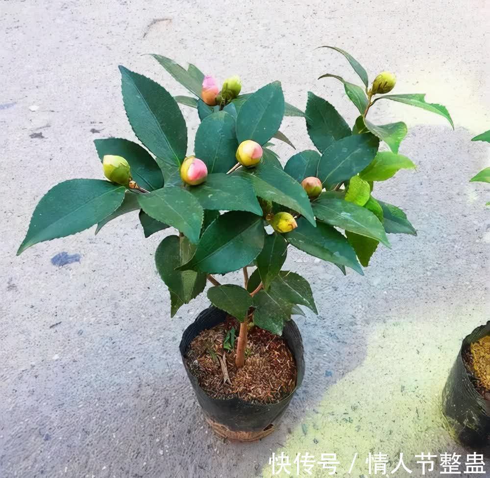 12种花,建议养一盆,不仅吸收废气,还有“旺财添福”的美好寓意