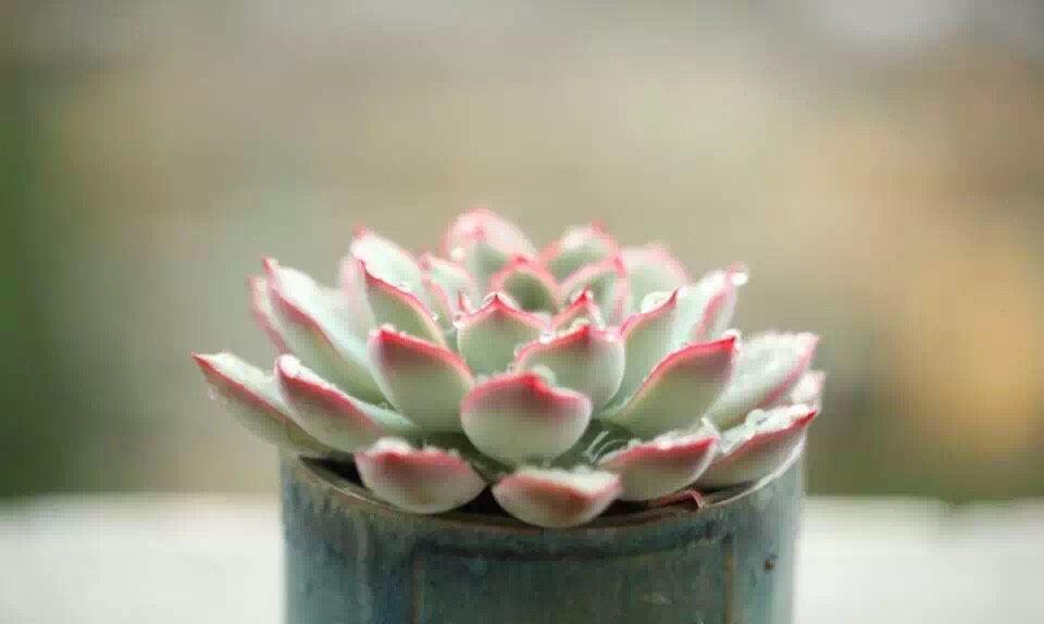度夏|多肉植物度夏，有3招，到了秋天就变美，颜值更高了
