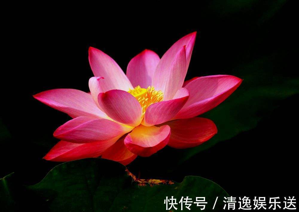 蓝莲!荷花不仅是诗人的灵魂,也是佛教信仰寄托,愿每人心中有一朵净莲