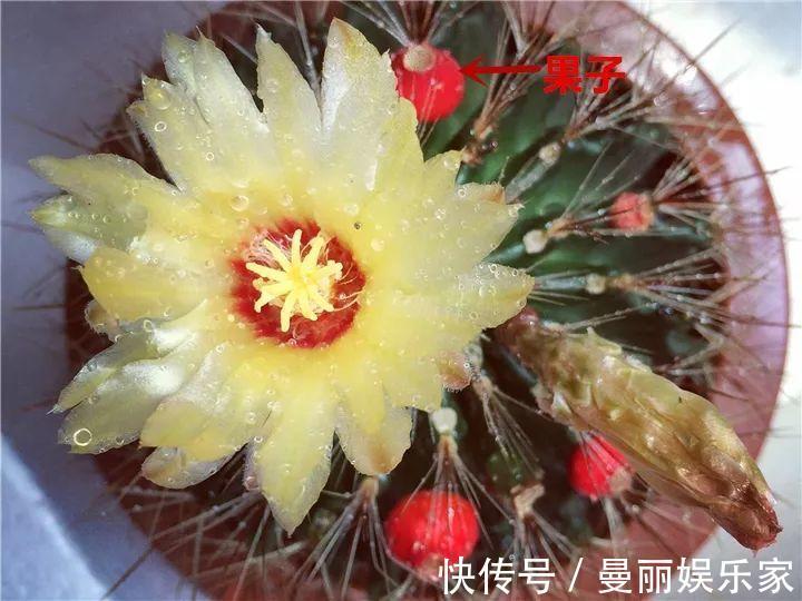 雄蕊|3种花不用“扦插”，花开完等俩月，半年变成“养花大户”！