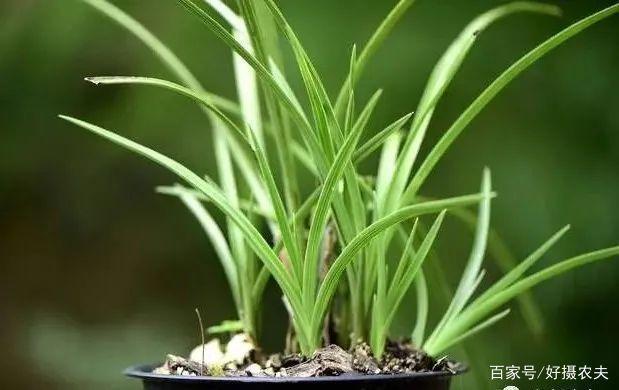 兰花换植料后,叶片有点萎蔫,是不服盆吗