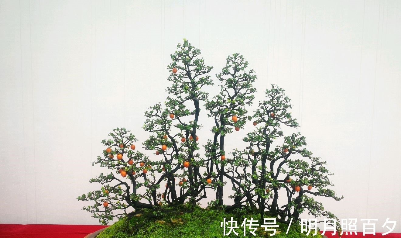 金弹子生桩长出来的新芽怎么留芽？别急，小心假活，成枝再选美