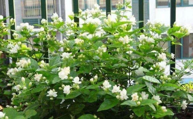 4种富贵花，添福添贵添好运，开花红红火火，旺财又旺运！