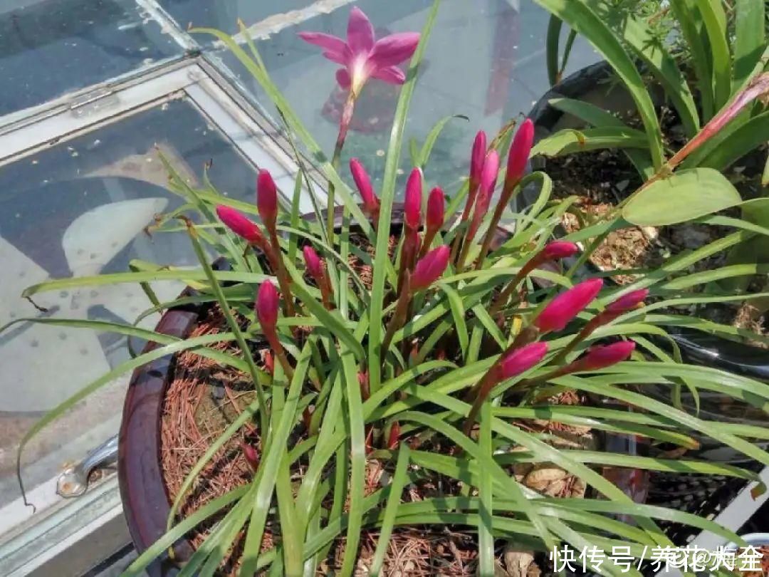 抗病、不招虫的天竺葵，屋里养一盆，开花一茬接一茬