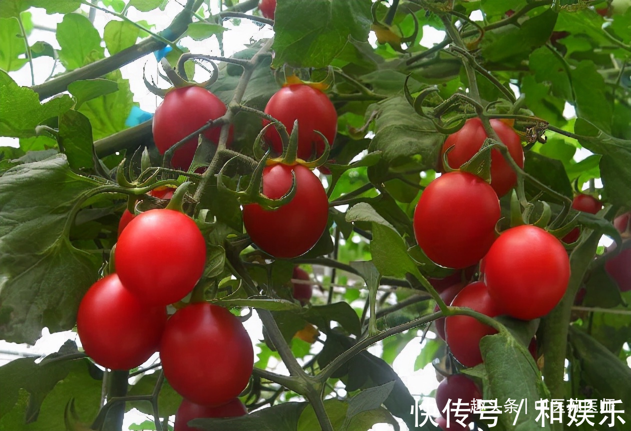 食物|女性中年气色好，没事吃的好食物，补益气血，排毒抗衰，肌肤不老