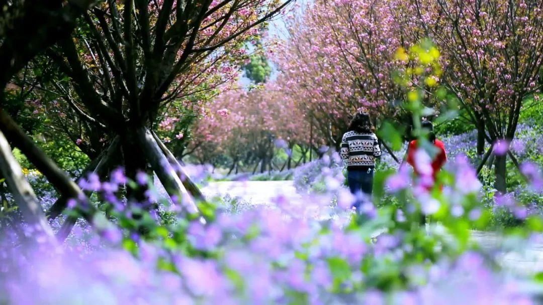 当季｜“五一”假期赏花打卡地→