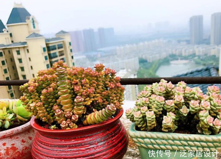 土质|夏养多肉,想要收获满满一盆?多栽几株钱串,2个月就梦想成真