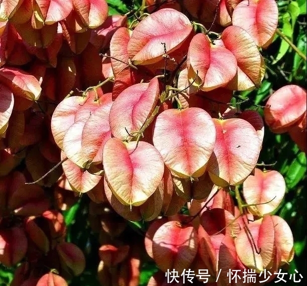 栾树花开缀枝头 树满黄金醉怡人