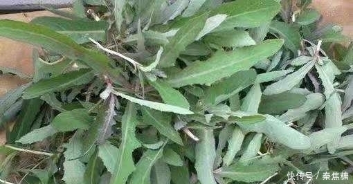 杂草|这种野草皇帝都吃过,若见到不要再当普通杂草,它的作用可大了
