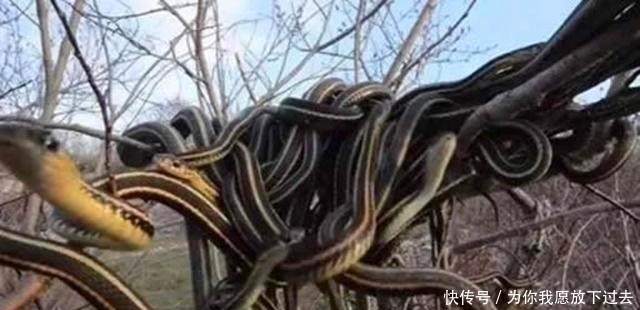 特大|1983年蛇灾前因后果:特大洪水让蛇无家可归,居民以为有天灾发生