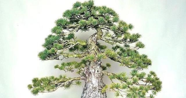 技巧|五针松盆景的6点养护技巧解析,知道了,养护五针松再也不发愁