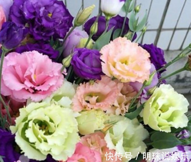 3种花,花朵硕大、花期长,养在客厅正合适,人见人爱!