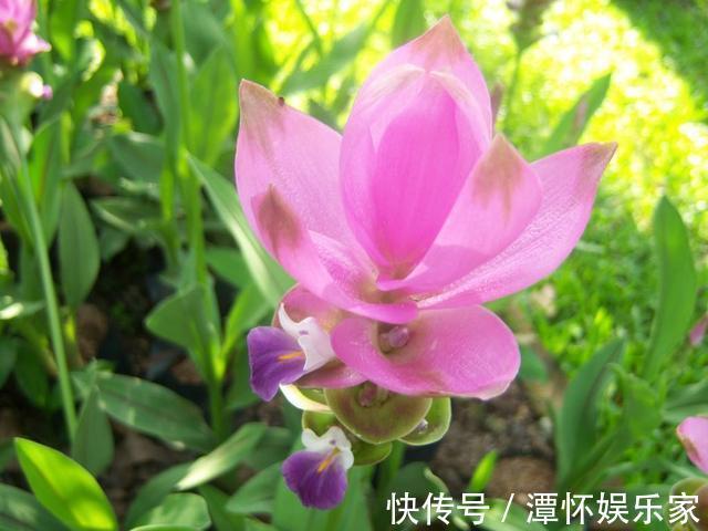 生在土里的荷花，开花一大朵，样子别致花期长，种一棵就赚了