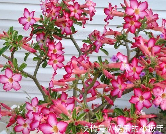 上班忙,没时间养花,这几盆懒人花你要知道,打理起来更省心