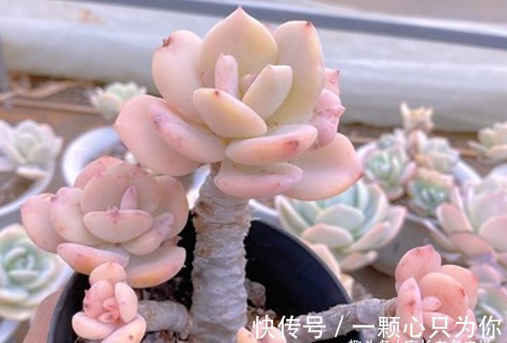 多肉雪凤茎秆粗壮，叶片又白又通透，你有没有看出它的来历？