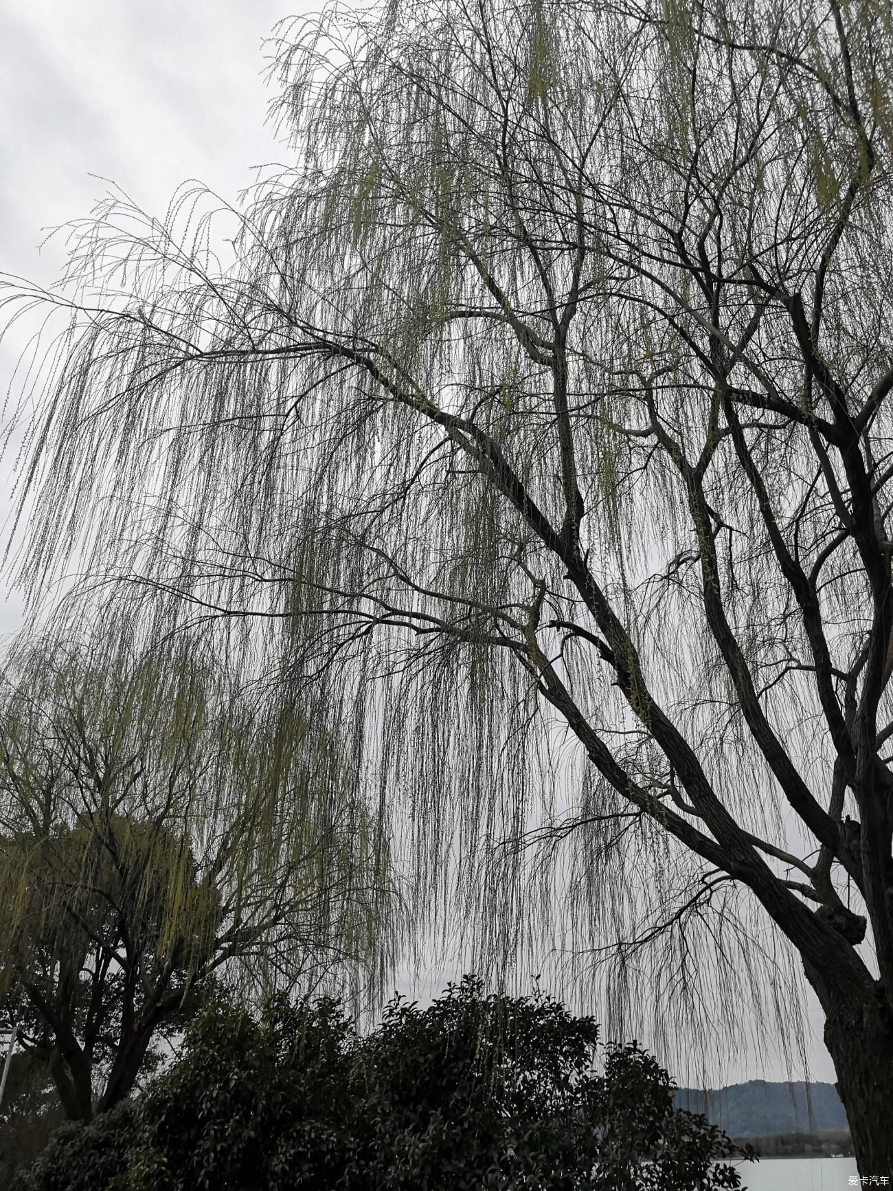 紫叶李|【爱卡踏青季】游石湖美景，你在湖畔走，我在画中游