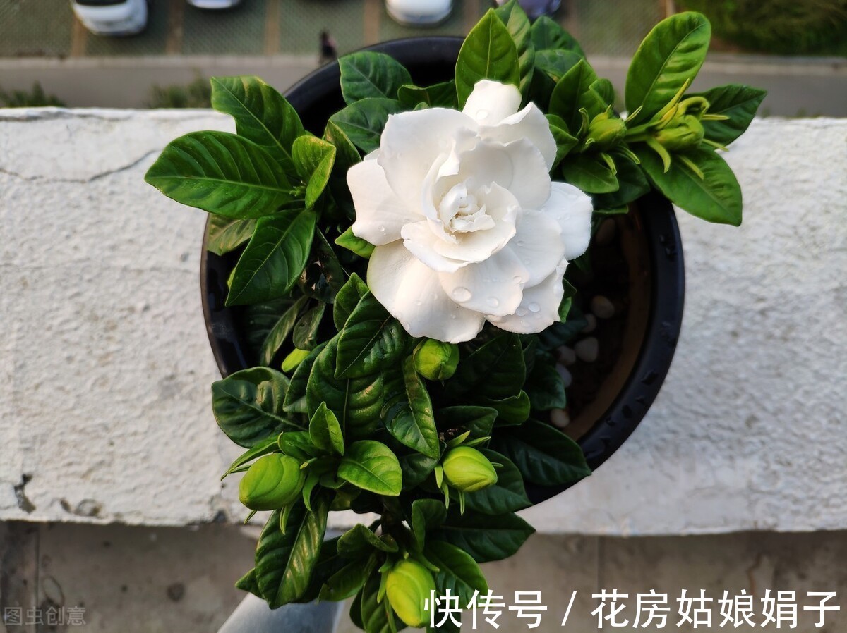 丽格海棠|4种比较难养的花，只有掌握好养护方法，才能枝叶茂盛、花满盆