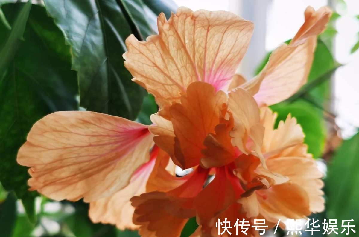 5种四季开花的植物,养一盆在家里,四季有花看