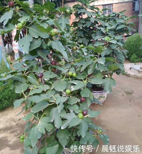 冬季养无花果,一个小技巧,来年长得枝肥叶壮,每个枝上都有果