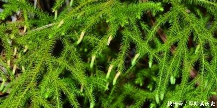 关节炎|俗语“筋长一寸,寿延十年”,农村这种野草,是老大夫的宝贝