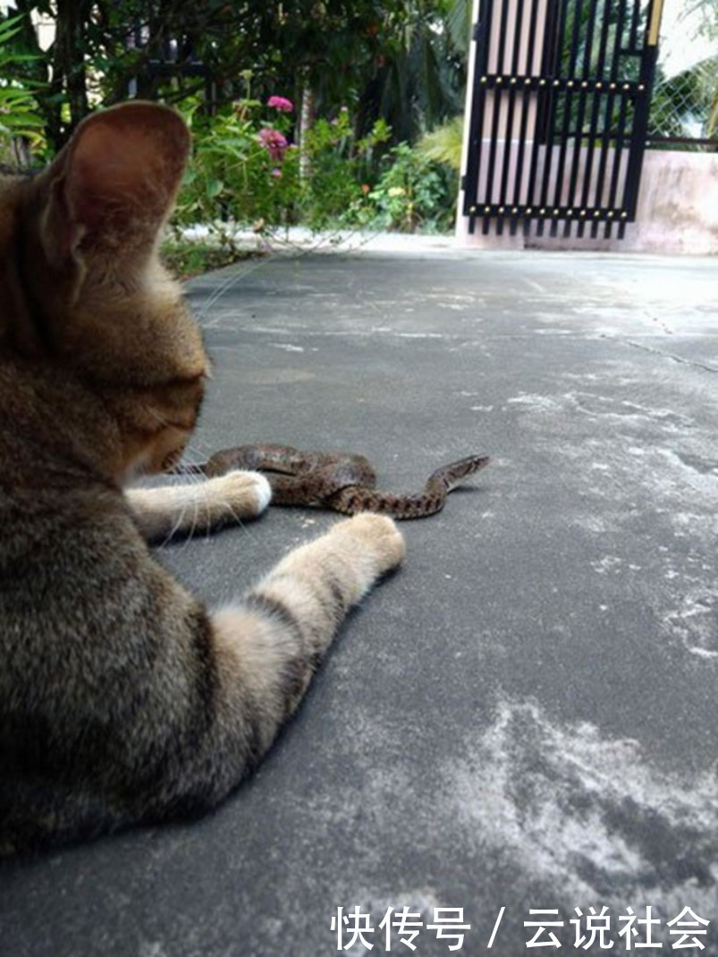 哈希娱乐- 哈希游戏平台- 哈希游戏官方网站宠物犬小型品种？ 中小型犬有哪些比较典型的宠物犬？