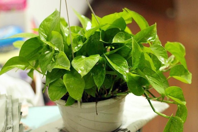 若想绿萝绿得霸气外露，盆里挖个洞放点“它”就行，新手学到了