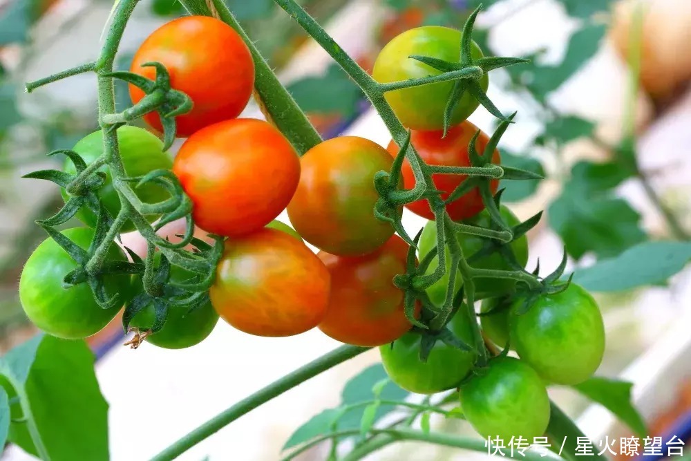 结果多、好养活、不占地方的6种水果，阳台也可以收获满满一大盆