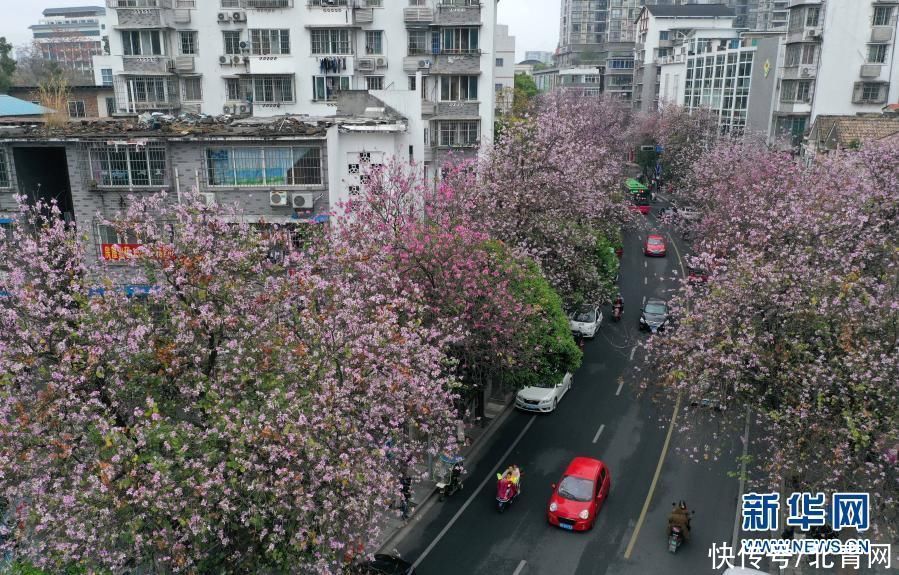 广西柳州：紫荆花开满城春