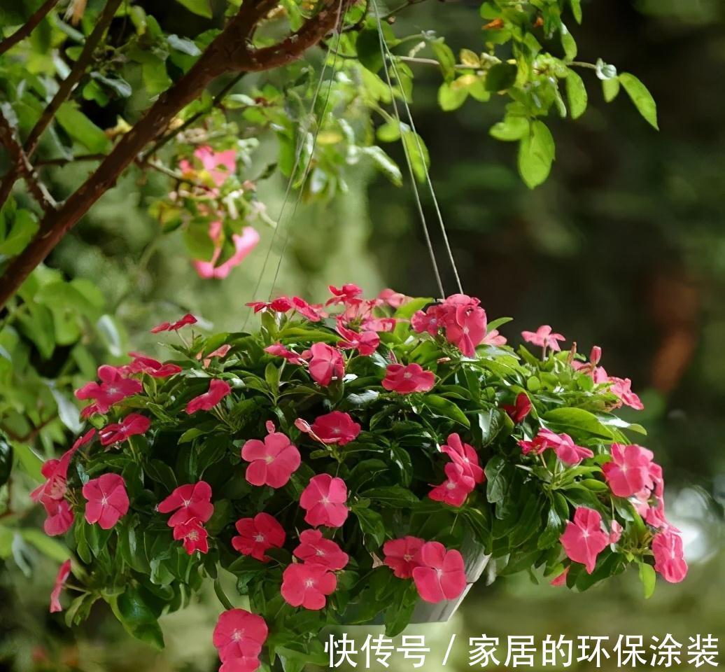 一年生|这14种花是一次性的,开完花就直接扔了吧,别浪费感情了