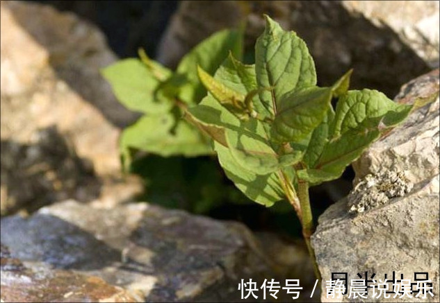 口哨|农村路边让人讨厌的野草却有大作用，去疤不留痕迹，比精油好多了