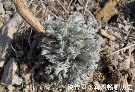 去火|田间地头的1种野菜,可清热去火,增强抵抗力,早食早健康!