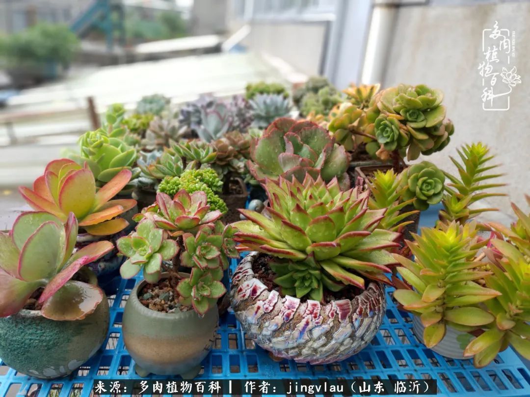 花月|多肉露养度夏,没遮阳没遮雨,有惊无险!