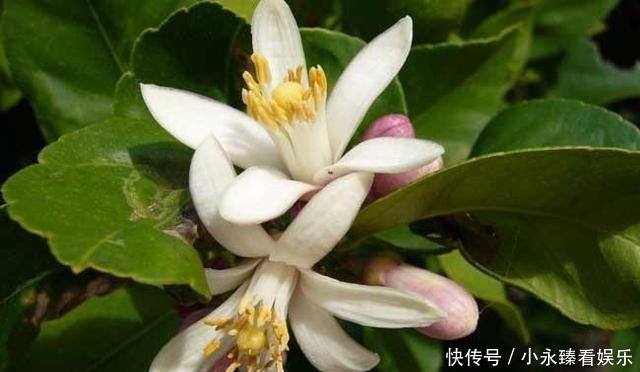 柠檬|空地别闲着了！这几种树再穷也要栽一棵，果子比蜜甜，好养活