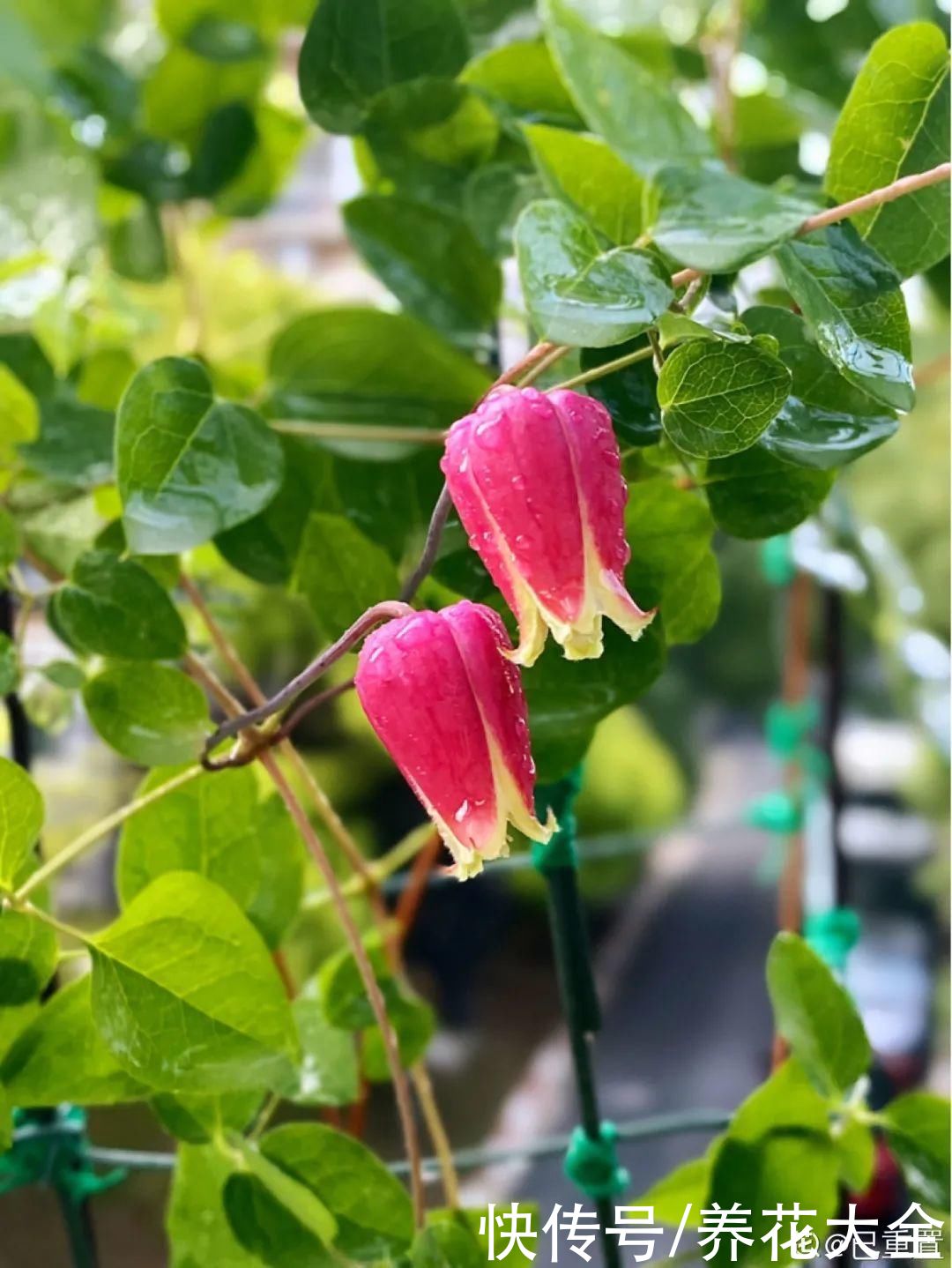 5月必养的铁线莲，耐热、好养、花期长，爬满一墙花