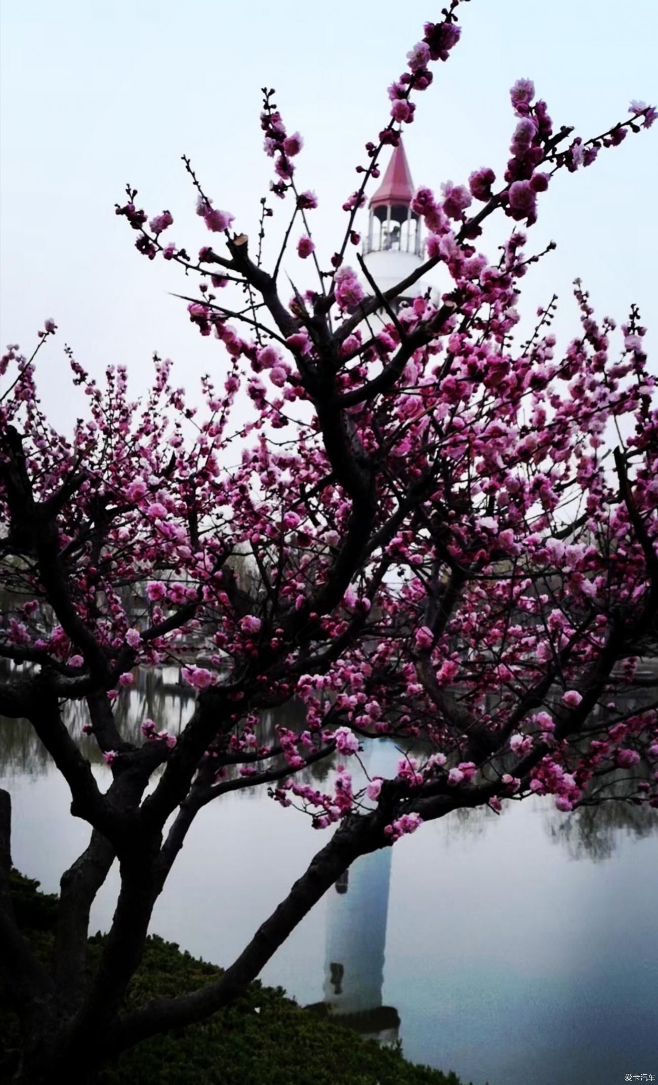 春来赏花忙，徘徊粉花乡。